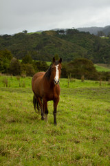 Obraz premium Horses enjoying the green pastures of a rural farm. 