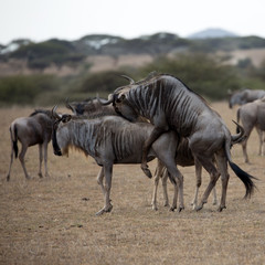 Obraz na płótnie Canvas The wildebeest, also called the gnu, is an antelope. Shown here in Kenya during the migration mating. Square Composition.