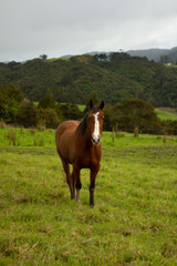 Naklejka na ściany i meble Horses enjoying the green pastures of a rural farm. 