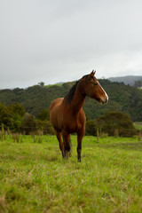 Obraz premium Konie na zielonych pastwiskach wiejskiej farmy.