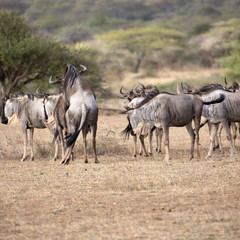 Obraz na płótnie Canvas The wildebeest, also called the gnu, is an antelope. Shown here in Kenya during the migration mating. Square Composition.