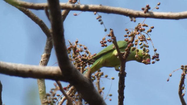 Green parrot in tree UHD MP4 4k .