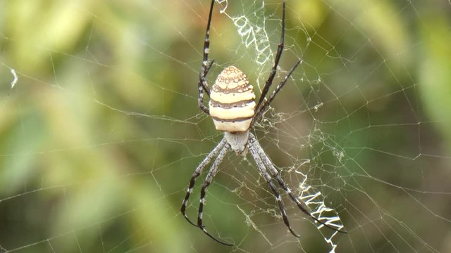 Spiderweb UHD MP4 4k Video .