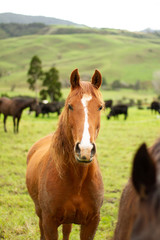 Naklejka na ściany i meble Horses enjoying the green pastures of a rural farm. 