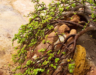 Natural Siwan plants in the house’s garden, Siwa Oasis, Egypt.