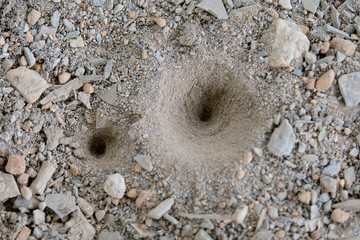 Sand pit trap of an antlion