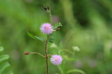 Mimosa pudica showing flower head and leaves