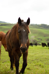 Fototapeta premium Horses enjoying the green pastures of a rural farm. 