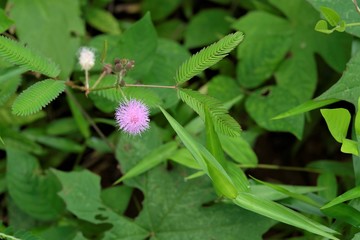 Mimosa pudica showing flower head and leaves
