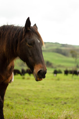 Obraz premium Horses enjoying the green pastures of a rural farm. 