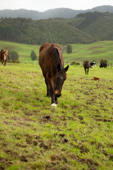 Horses enjoying the green pastures of a rural farm. 