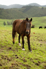 Fototapeta premium Horses enjoying the green pastures of a rural farm. 