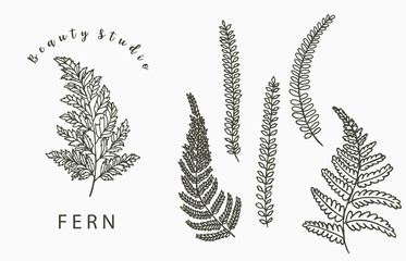 fern collection logo with leaf,leaves.Vector illustration for icon,logo,sticker,printable and tattoo