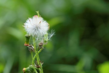 Fhoto of Gynura crepidioides also called ebolo flower