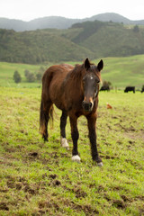 Obraz premium Horses enjoying the green pastures of a rural farm. 