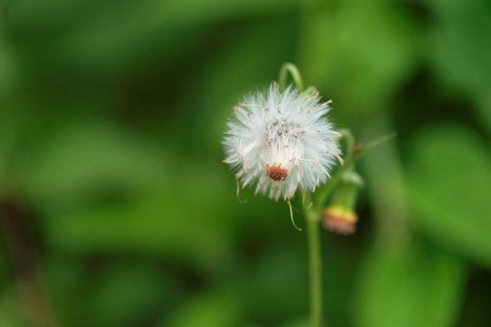 Fhoto of Gynura crepidioides also called ebolo flower