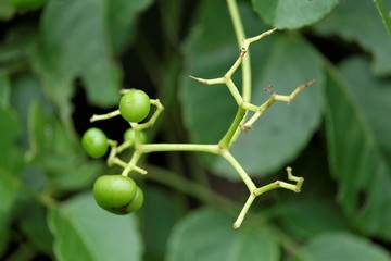 Cayratia mollissima fruits, or Vitis mollissima Wallich. The berry is ovoid in shape, measure up to...