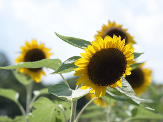 ひまわり,ヒマワリ,向日葵,sunflower