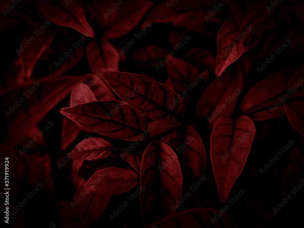 Wall mural beautiful abstract color pink and red flowers on dark background and light black flower frame and re