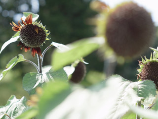 ひまわり,ヒマワリ,向日葵,sunflower