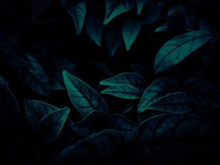 Beautiful abstract color gray and blue flowers on dark background and dark  flower frame and blue...