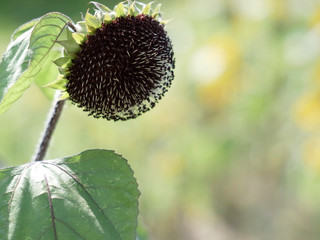 ひまわり,ヒマワリ,向日葵,sunflower