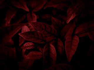 Beautiful abstract color pink and red flowers on dark background and light black flower frame and red leaves texture, red background, red banner happy valentine