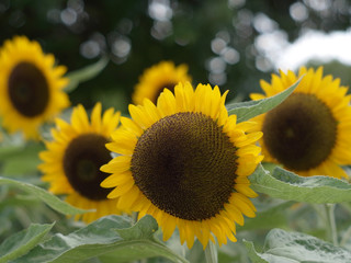 ひまわり,ヒマワリ,向日葵,sunflower