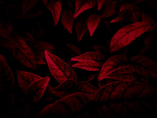 Beautiful abstract color pink and red flowers on dark background and light black flower frame and...