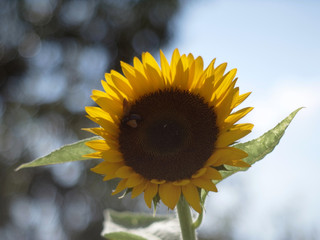 ひまわり,ヒマワリ,向日葵,sunflower