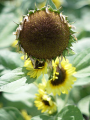 ひまわり,ヒマワリ,向日葵,sunflower