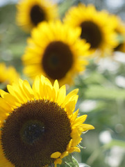 ひまわり,ヒマワリ,向日葵,sunflower