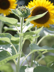 ひまわり,ヒマワリ,向日葵,sunflower