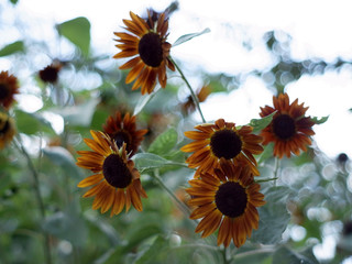 ひまわり,ヒマワリ,向日葵,sunflower