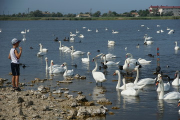 The boy feeds bread to swans and ducks.