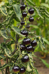 black tomatoes in the garden