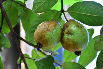 Rotten gouva fruits hang on its branches and trees. (Selective focus)