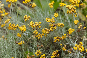 Helichrysum italicum plant in the garden