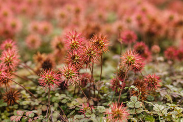 Acaena microphylla  flowers in the garden