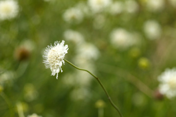 scabiosa flowers in the garden