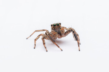 spider on a white background