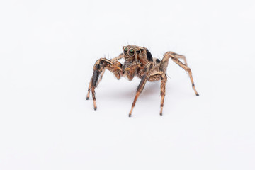 spider on a white background