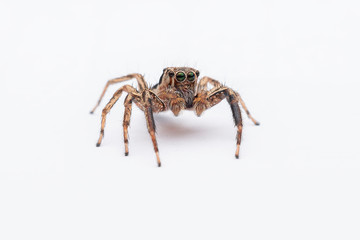 spider on a white background