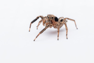 spider on a white background
