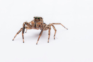 spider on a white background