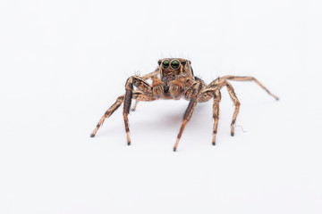 spider on a white background
