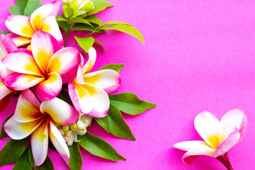 colorful flowers frangipani local flora of asia in spring season arrangement  flat lay postcard style on background pink