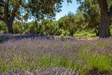 Fototapeta premium Lavender field and oak trees. Sunny summer day in California