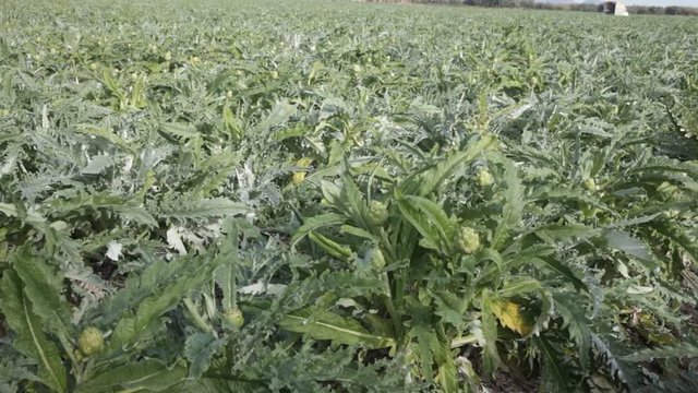 Image of harvest of artichokes growing in land, nobody. High quality FullHD footage