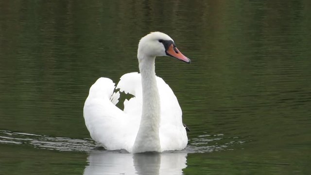 Beautiful white swan on the water Cygnus olor